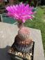 Preview: Echinocereus rigidissimus var. rubrispinus